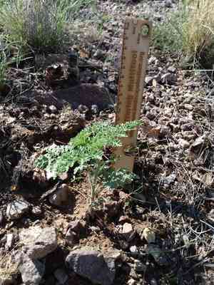 Ragged marsh-elder(Hedosyne ambrosiifolia)