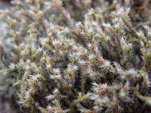 Ciliate hedwigia moss(Hedwigia ciliata)