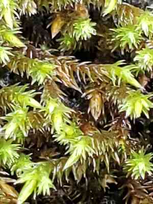 Ciliate hedwigia moss(Hedwigia ciliata)