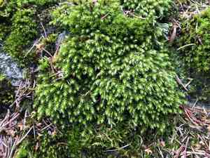Ciliate hedwigia moss(Hedwigia ciliata)