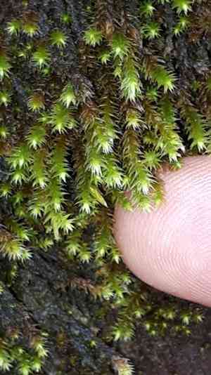 Ciliate hedwigia moss(Hedwigia ciliata)