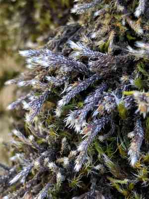 Hedwigia detonsa(Hedwigia detonsa)