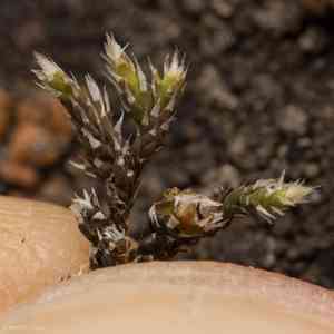 Hedwigia detonsa(Hedwigia detonsa)