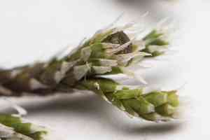 Hedwigia detonsa(Hedwigia detonsa)