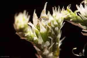 Hedwigia detonsa(Hedwigia detonsa)