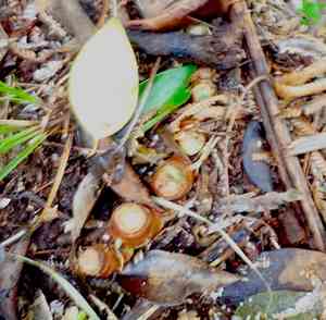 Kahili ginger(Hedychium gardnerianum)