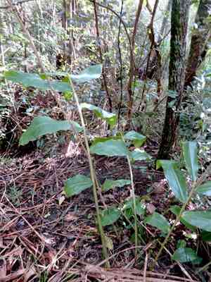 Kahili ginger(Hedychium gardnerianum)