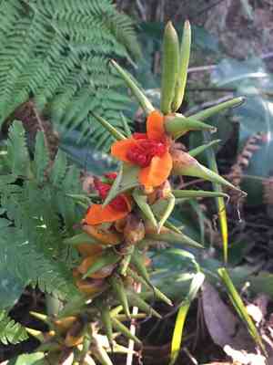 Kahili ginger(Hedychium gardnerianum)