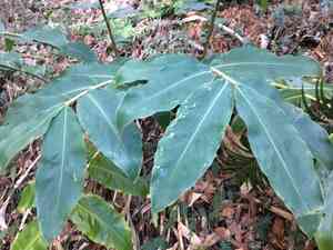 Kahili ginger(Hedychium gardnerianum)