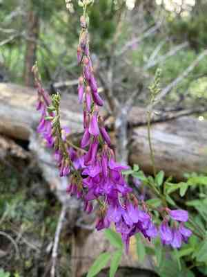 Alpine sweet-vetch(Hedysarum alpinum)