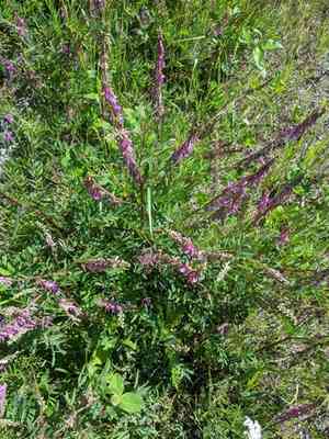 Alpine sweet-vetch(Hedysarum alpinum)