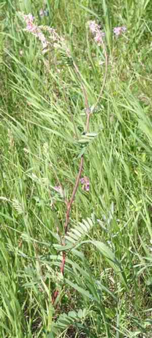 Alpine sweet-vetch(Hedysarum alpinum)
