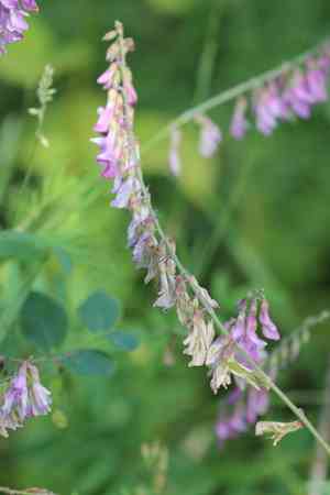 Alpine sweet-vetch(Hedysarum alpinum)