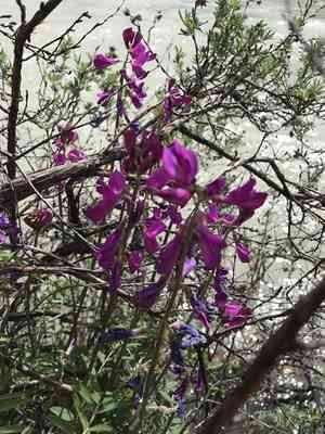 Utah sweetvetch(Hedysarum boreale)