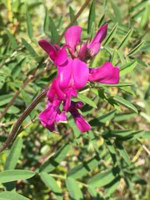 Utah sweetvetch(Hedysarum boreale)