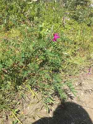 Utah sweetvetch(Hedysarum boreale)