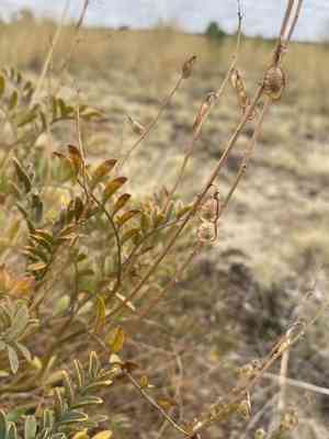 Utah sweetvetch(Hedysarum boreale)
