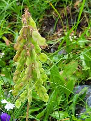 Alpine French Honeysuckle(Hedysarum hedysaroides)