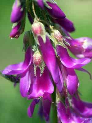 Alpine French Honeysuckle(Hedysarum hedysaroides)