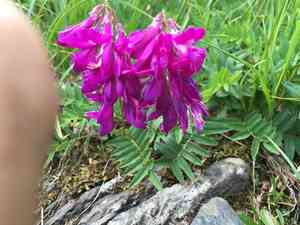 Alpine French Honeysuckle(Hedysarum hedysaroides)