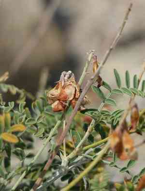 Hedysarum tauricum(Hedysarum tauricum)