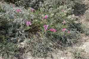 Hedysarum tauricum(Hedysarum tauricum)