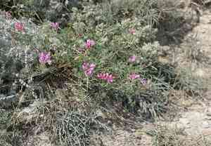 Hedysarum tauricum(Hedysarum tauricum)