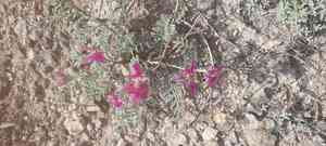 Hedysarum tauricum(Hedysarum tauricum)