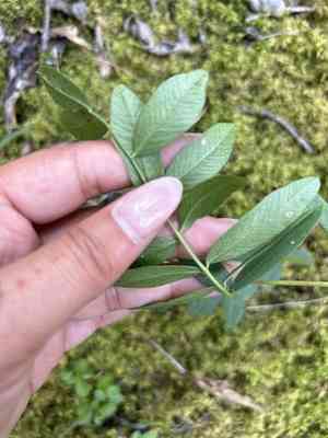 Sweetvetches (Hedysarum)(Hedysarum)