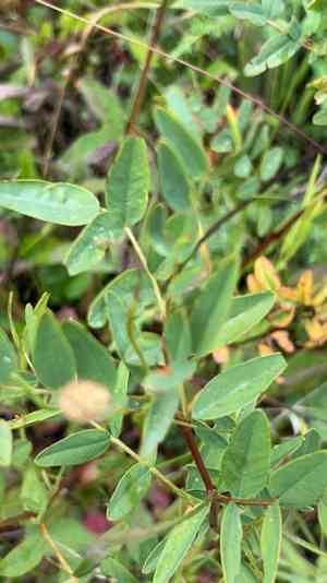 Sweetvetches (Hedysarum)(Hedysarum)