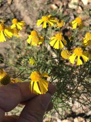 Bitter sneezeweed(Helenium amarum)
