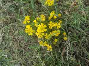 Bitter sneezeweed(Helenium amarum)