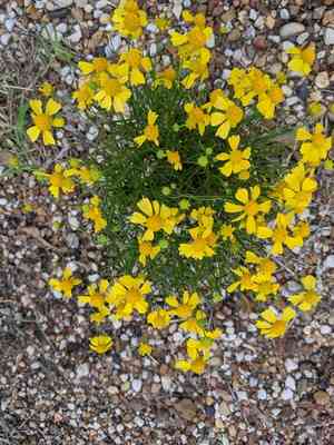 Bitter sneezeweed(Helenium amarum)