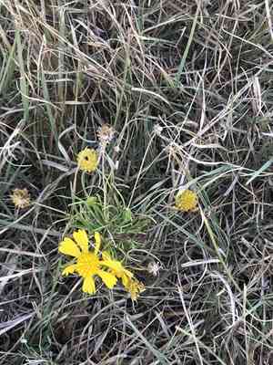 Bitter sneezeweed(Helenium amarum)