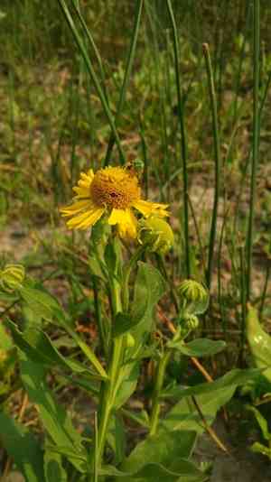 Sneezeweed(Helenium autumnale)