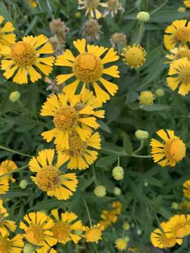 Sneezeweed(Helenium autumnale)