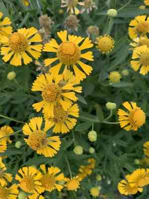 Sneezeweed(Helenium autumnale)