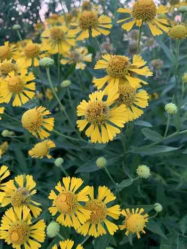 Sneezeweed(Helenium autumnale)