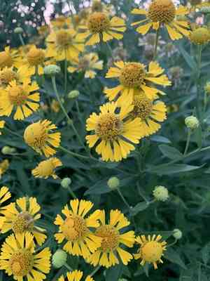 Sneezeweed(Helenium autumnale)