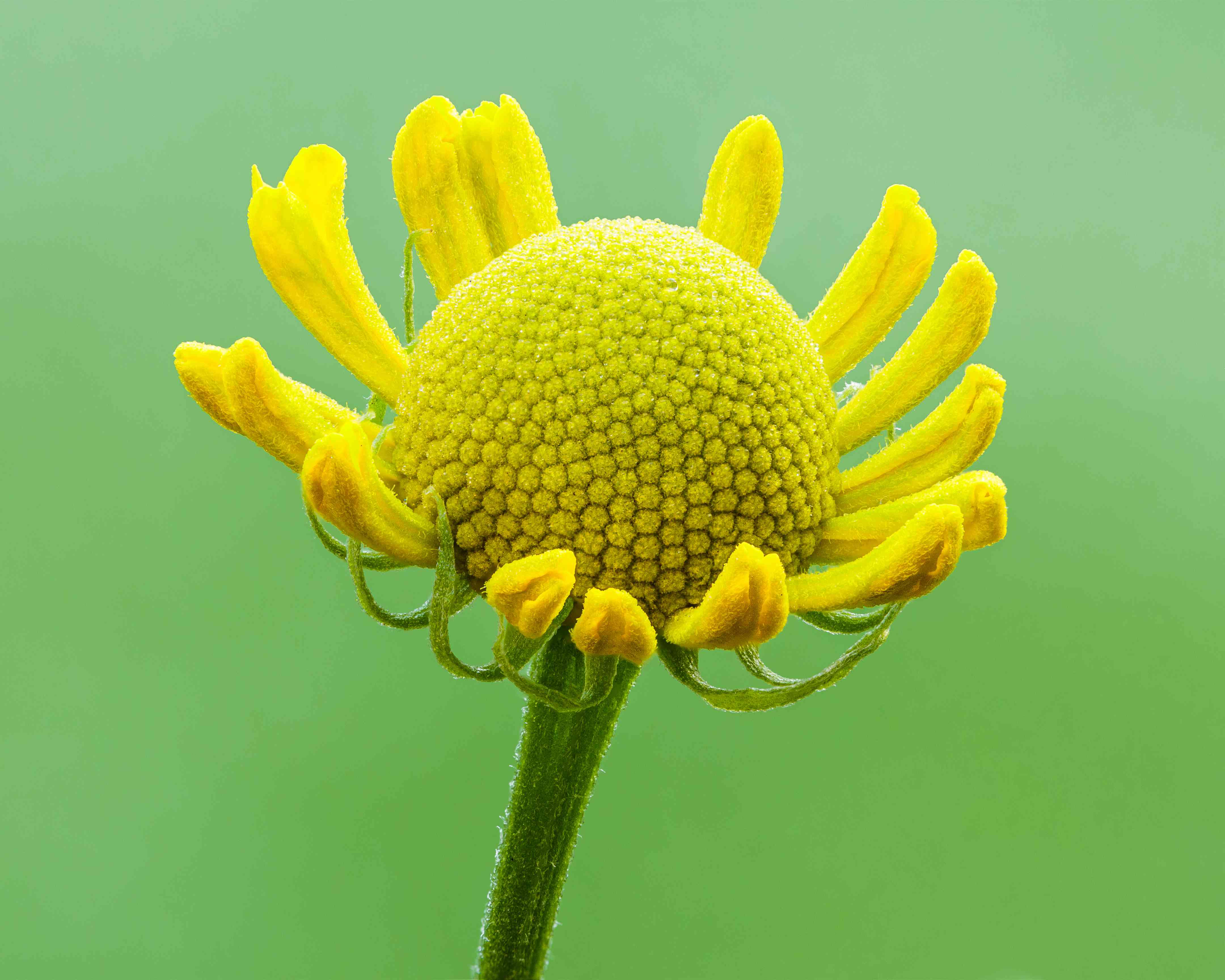 Sneezeweed(Helenium autumnale)