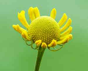 Sneezeweed(Helenium autumnale)