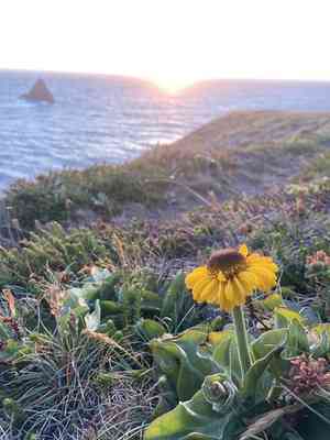 Coastal sneezeweed(Helenium bolanderi)