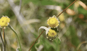Coastal sneezeweed(Helenium bolanderi)