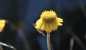 Coastal sneezeweed(Helenium bolanderi)