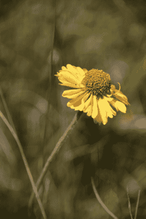 Coastal sneezeweed(Helenium bolanderi)