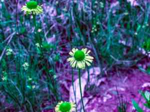 Fringed sneezeweed(Helenium drummondii)