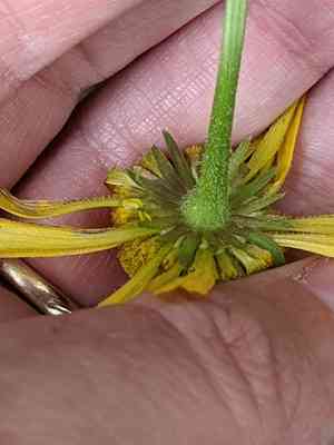 Fringed sneezeweed(Helenium drummondii)