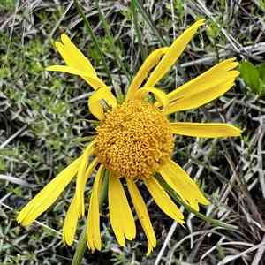 Fringed sneezeweed(Helenium drummondii)