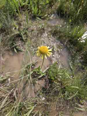 Fringed sneezeweed(Helenium drummondii)