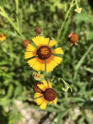 Pretty sneezeweed(Helenium elegans)